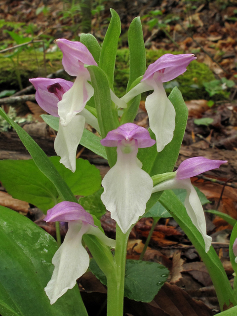 Galearis spectabilis (Showy orchid) #40678