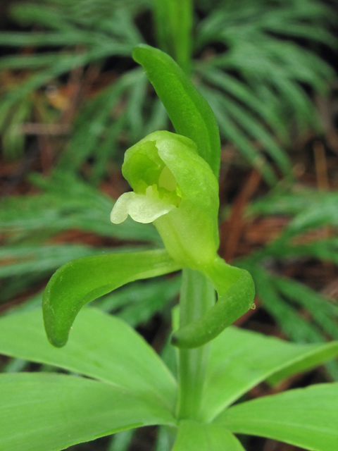 Isotria medeoloides (Small whorled pogonia) #40684