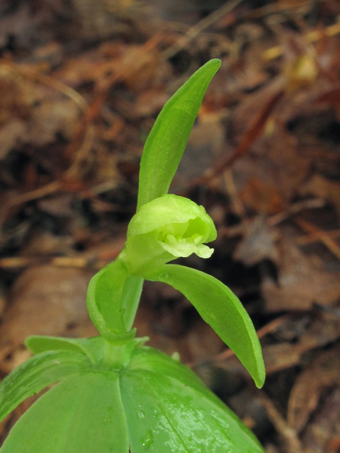 Isotria medeoloides (Small whorled pogonia) #40685