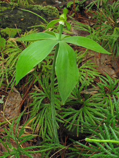 Isotria medeoloides (Small whorled pogonia) #40686