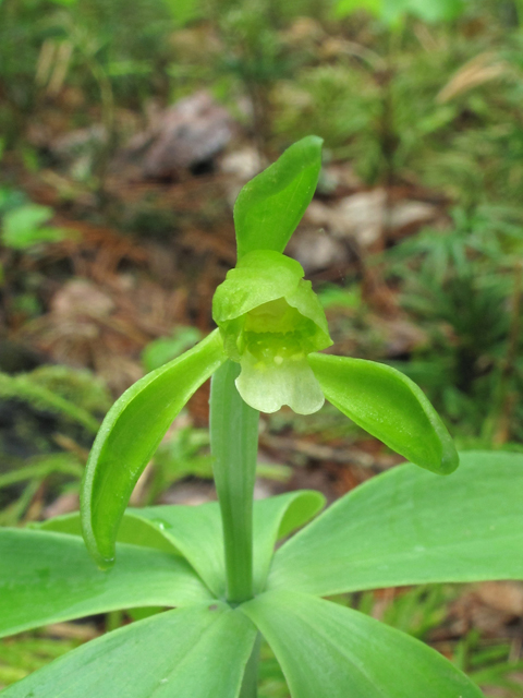 Isotria medeoloides (Small whorled pogonia) #40688