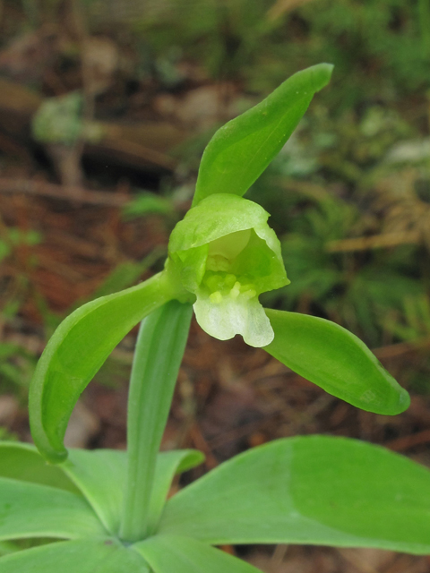 Isotria medeoloides (Small whorled pogonia) #40689