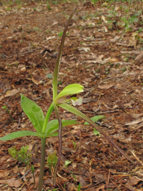 Isotria verticillata (Large whorled pogonia) #40690