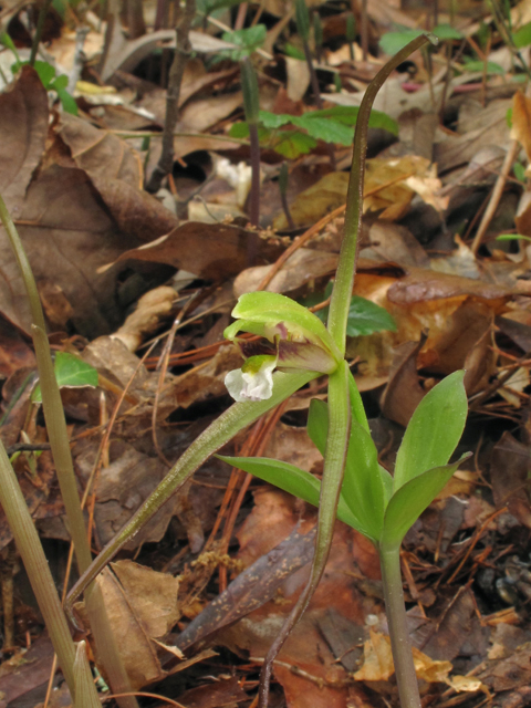 Isotria verticillata (Large whorled pogonia) #40691