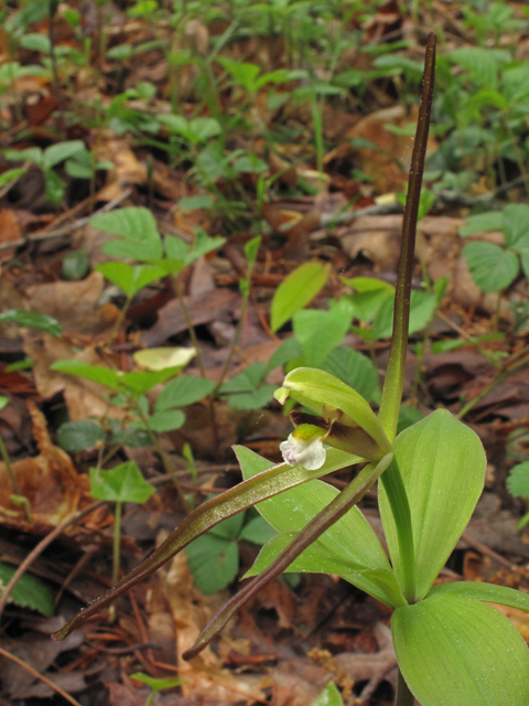 Isotria verticillata (Large whorled pogonia) #40692