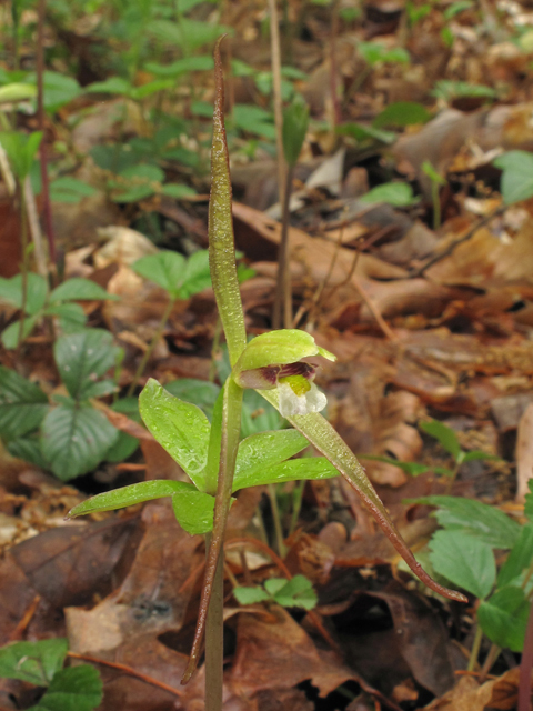 Isotria verticillata (Large whorled pogonia) #40693