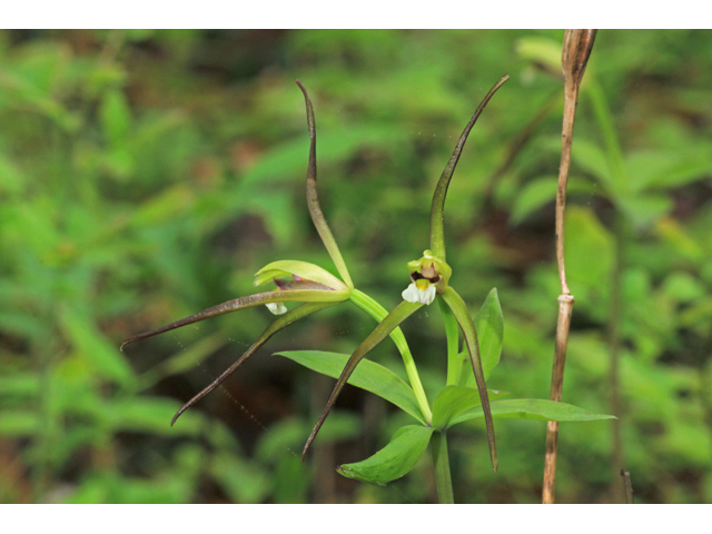 Isotria verticillata (Large whorled pogonia) #40694