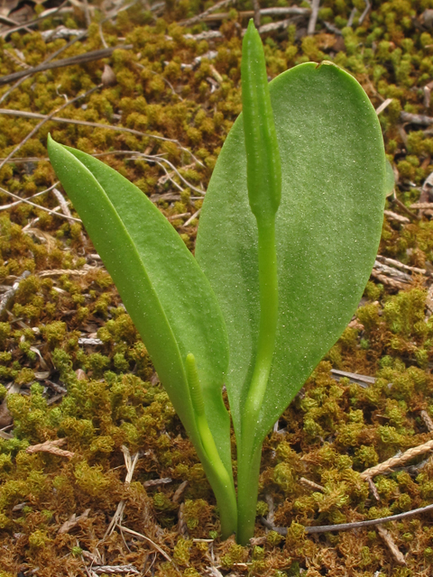 Ophioglossum engelmannii (Limestone adder's-tongue) #40701