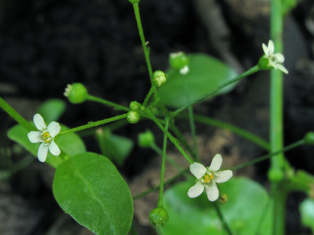 Samolus valerandi ssp. parviflorus (Seaside brookweed) #40733