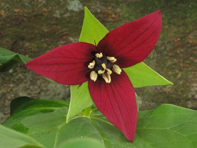 Trillium erectum (Red trillium) #40740