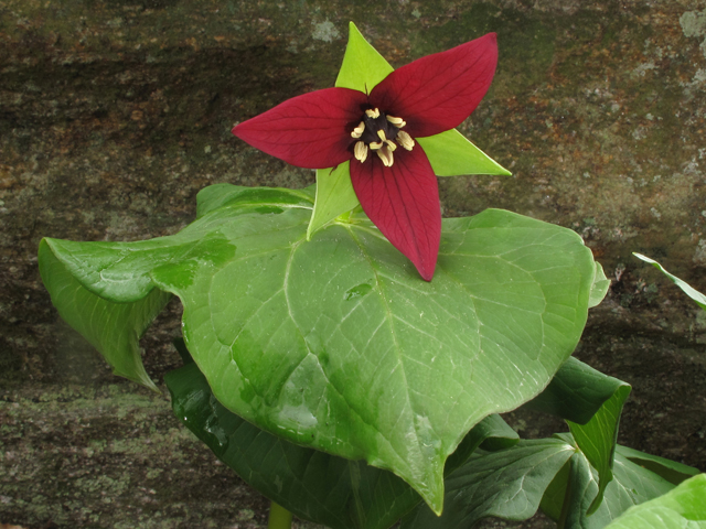 Trillium erectum (Red trillium) #40741