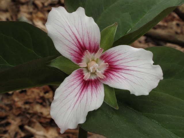 Trillium undulatum (Painted trillium) #40742