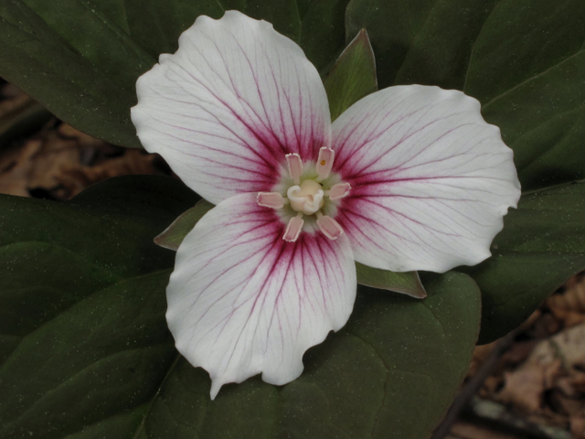 Trillium undulatum (Painted trillium) #40743