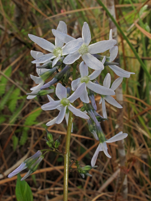 Amsonia rigida (Stiff bluestar) #40753