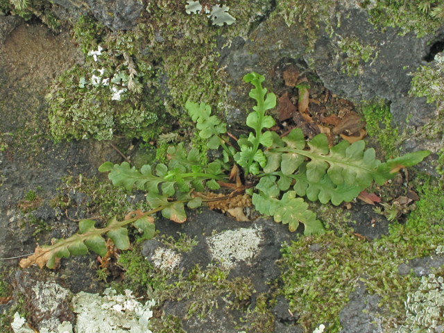 Asplenium kentuckiense (Kentucky spleenwort) #40758