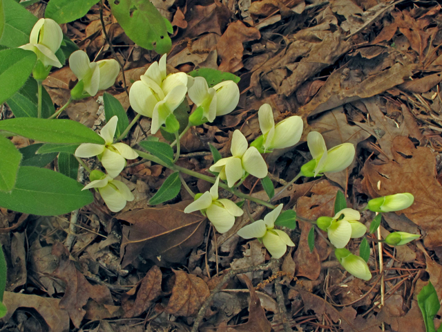 Baptisia bracteata var. bracteata (Longbract wild indigo) #40760