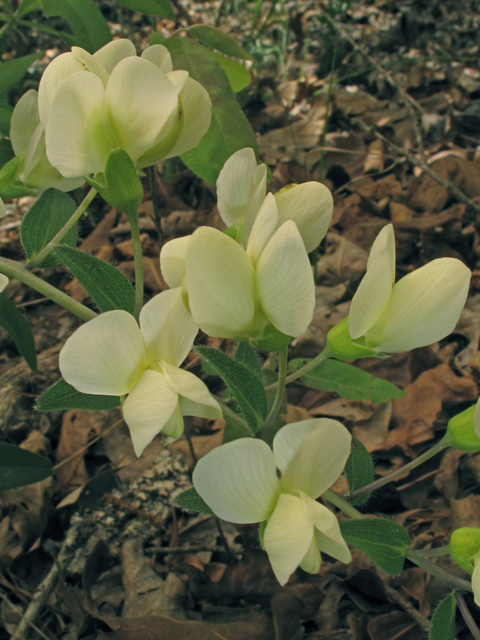 Baptisia bracteata var. bracteata (Longbract wild indigo) #40761