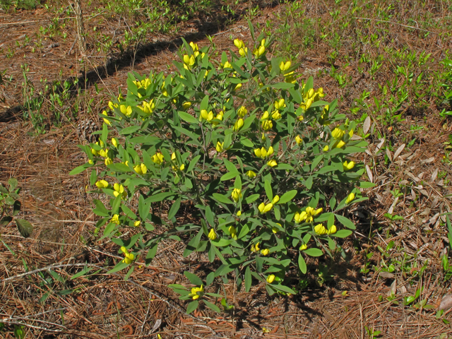 Baptisia lanceolata (Gopherweed) #40762