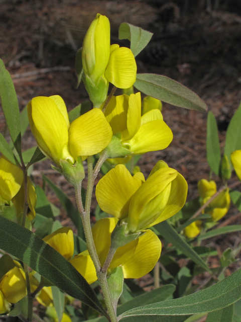 Baptisia lanceolata (Gopherweed) #40763