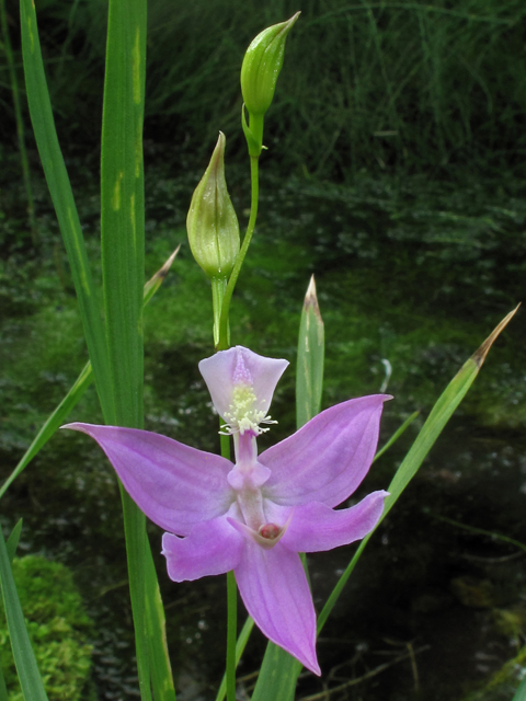 Calopogon oklahomensis (Oklahoma grasspink) #40765