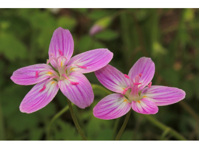 Claytonia virginica (Virginia springbeauty) #40776