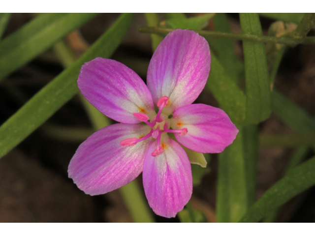 Claytonia virginica (Virginia springbeauty) #40777