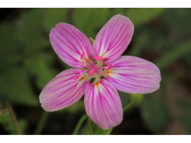 Claytonia virginica (Virginia springbeauty) #40778