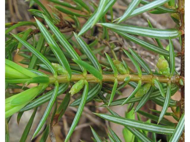 Juniperus communis var. depressa (Common juniper) #40813