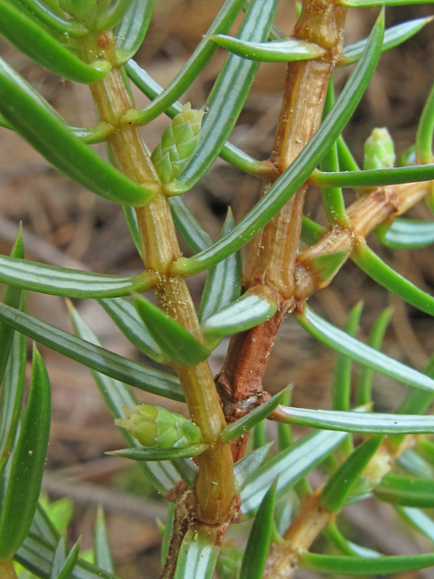 Juniperus communis var. depressa (Common juniper) #40814