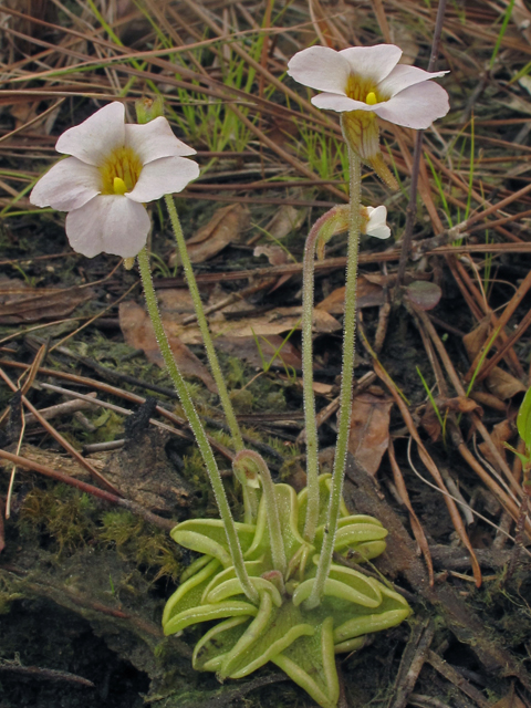 Pinguicula pumila (Small butterwort) #40842