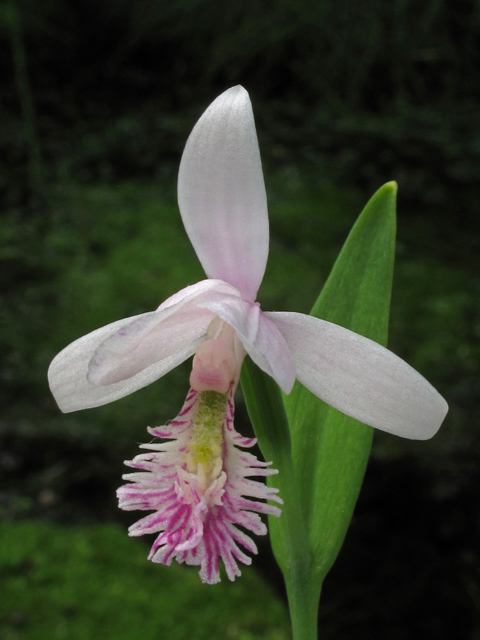 Pogonia ophioglossoides (Rose pogonia) #40845