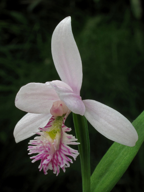 Pogonia ophioglossoides (Rose pogonia) #40846