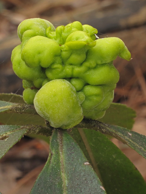 Symplocos tinctoria (Horse sugar) #40871