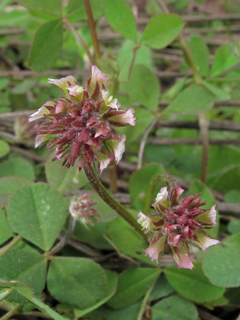 Trifolium carolinianum (Carolina clover ) #40874