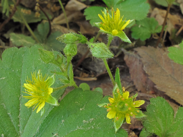 Waldsteinia lobata (Piedmont barren strawberry) #40890