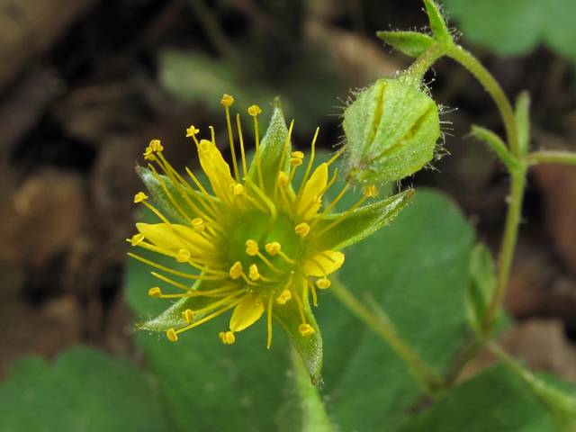 Waldsteinia lobata (Piedmont barren strawberry) #40892