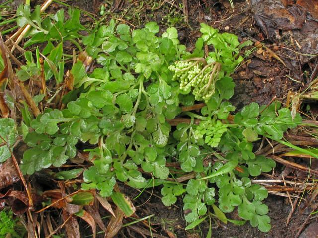 Botrychium lunarioides (Winter grapefern) #41457