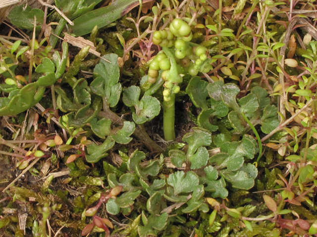 Botrychium lunarioides (Winter grapefern) #41458