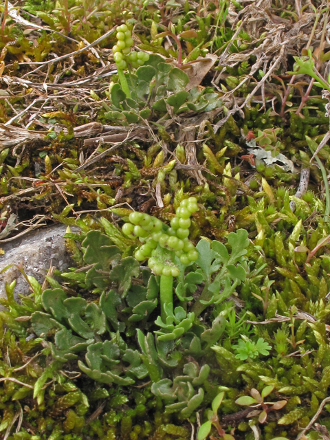 Botrychium lunarioides (Winter grapefern) #41459