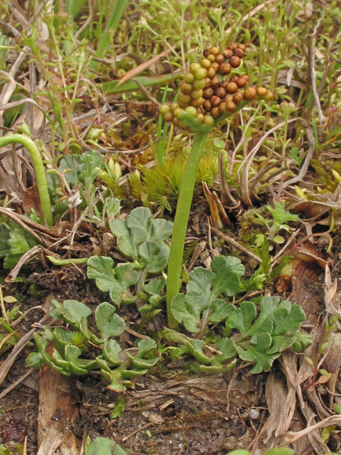 Botrychium lunarioides (Winter grapefern) #41460