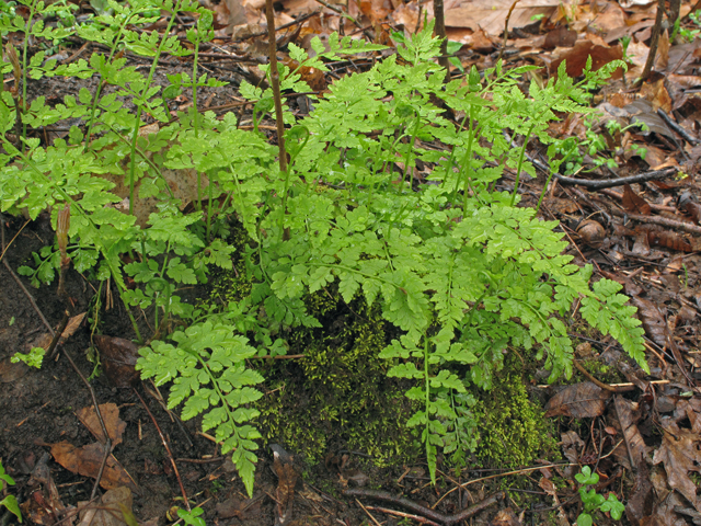 Cystopteris protrusa (Lowland bladderfern) #41462