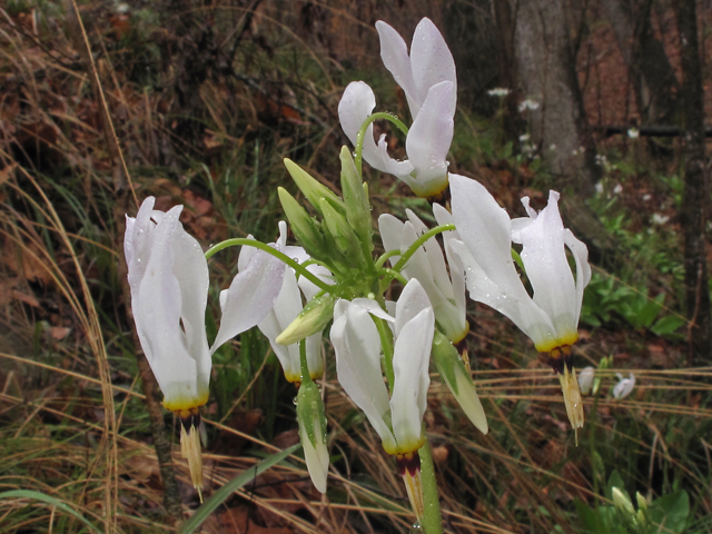 Dodecatheon meadia (Eastern shooting star) #41466