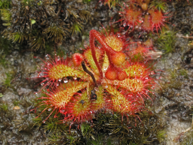 Drosera brevifolia (Dwarf sundew) #41467