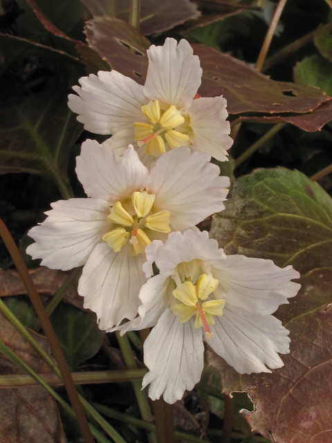 Shortia galacifolia (Oconee bells) #41534