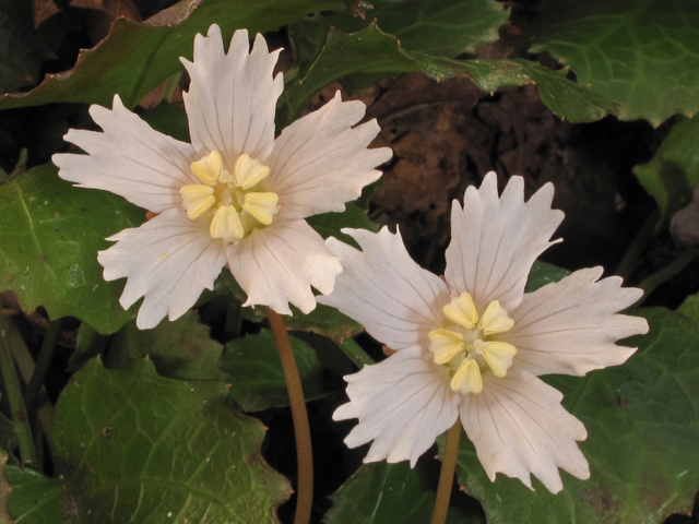 Shortia galacifolia (Oconee bells) #41536