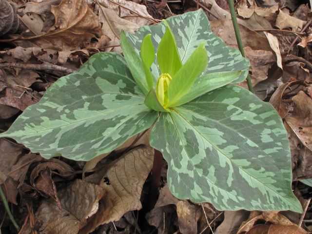 Trillium cuneatum (Little sweet betsy) #41541