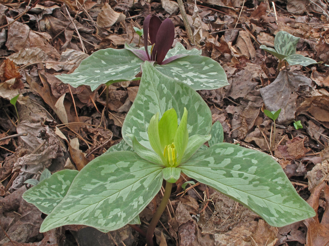 Trillium cuneatum (Little sweet betsy) #41542