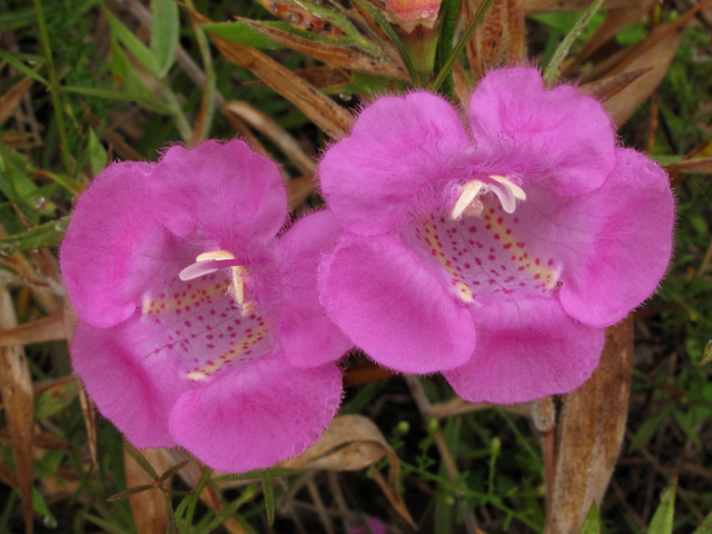 Agalinis purpurea (Purple false foxglove) #41854