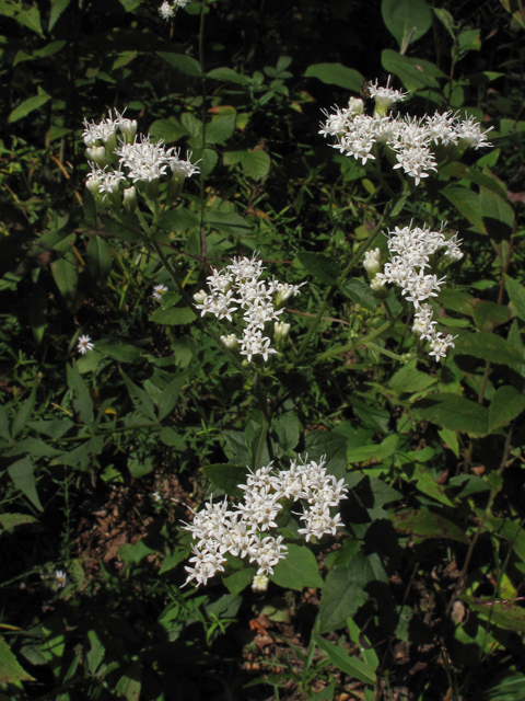 Ageratina aromatica var. aromatica (Lesser snakeroot) #41859