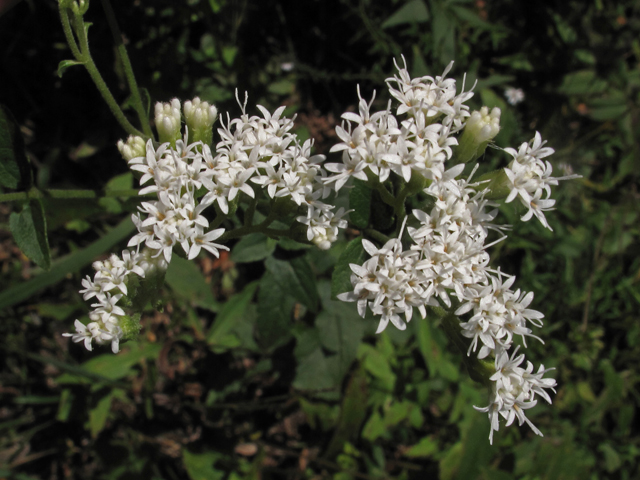 Ageratina aromatica var. aromatica (Lesser snakeroot) #41860